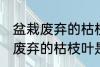 盆栽废弃的枯枝叶属于什么垃圾 盆栽废弃的枯枝叶是什么垃圾