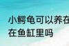 小鳄龟可以养在鱼缸里吗 小鳄龟能养在鱼缸里吗