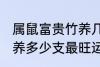 属鼠富贵竹养几支最旺运 属鼠富贵竹养多少支最旺运