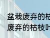 盆栽废弃的枯枝叶属于什么垃圾 盆栽废弃的枯枝叶是什么垃圾