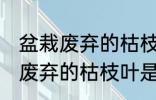 盆栽废弃的枯枝叶属于什么垃圾 盆栽废弃的枯枝叶是什么垃圾