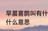 早晨喜鹊叫有什么兆头 早晨喜鹊叫是什么意思