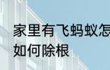 家里有飞蚂蚁怎么除根 家里有飞蚂蚁如何除根