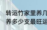 转运竹家里养几支最旺运 转运竹家里养多少支最旺运