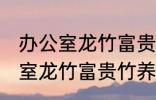 办公室龙竹富贵竹养几支最旺运 办公室龙竹富贵竹养多少支最旺运