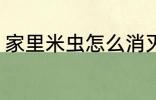 家里米虫怎么消灭 家里米虫如何消灭