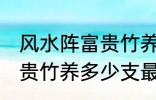 风水阵富贵竹养几支最旺运 风水阵富贵竹养多少支最旺运