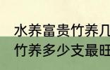 水养富贵竹养几支最旺运财 水养富贵竹养多少支最旺运财