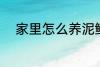 家里怎么养泥鳅 家里如何养泥鳅