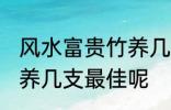 风水富贵竹养几支最旺运 风水富贵竹养几支最佳呢