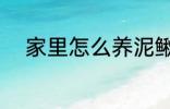 家里怎么养泥鳅 家里如何养泥鳅