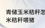 青储玉米秸秆怎样喂猪 如何做青储玉米秸秆喂猪