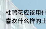 杜鹃花应该用什么样的土来养 杜鹃花喜欢什么样的土壤