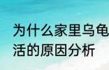 为什么家里乌龟养不活 家里乌龟养不活的原因分析