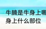 牛腩是牛身上哪个部位的肉 牛腩是牛身上什么部位