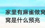 家里有麻雀做窝好不好 家里有麻雀做窝是什么预兆