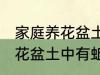 家庭养花盆土中有蚯蚓怎么办 家庭养花盆土中有蚯蚓的解决方法