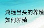 鸿远当头的养殖方法是什么 鸿远当头如何养殖