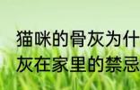 猫咪的骨灰为什么不能放家里 宠物骨灰在家里的禁忌